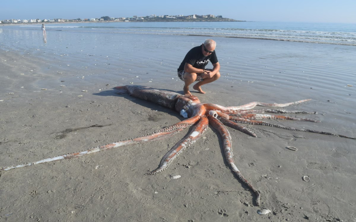 Makhluk-makhluk dari kedalaman misterius&mdash;dari oarfish hingga giant squid&mdash;terdampar di pantai, memicu rasa penasaran sekaligus ngeri.
