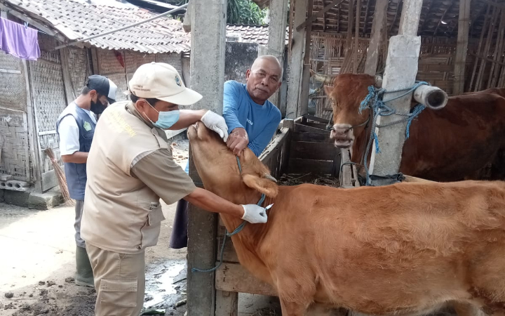Petugas Disnakeswan Tulungagung memeriksa kesehatan sapi milik masyarakat.