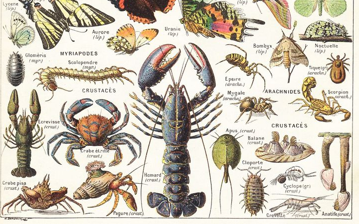 Arthropoda, makhluk bersendi yang telah hidup sejak ratusan juta tahun lalu.