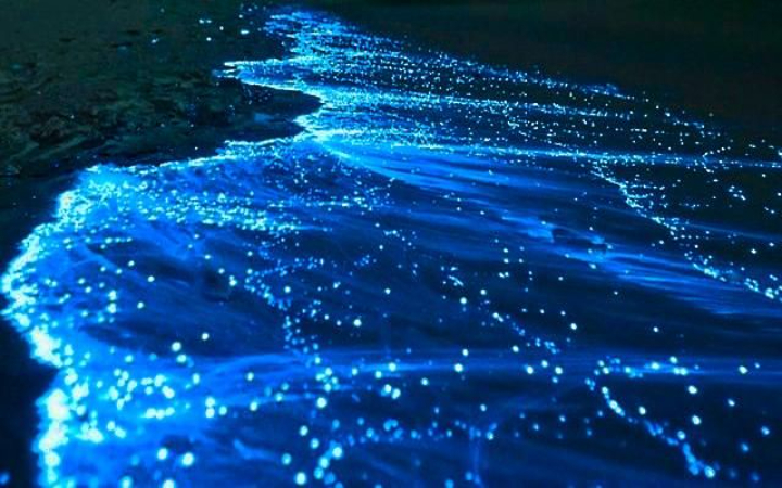Laut bercahaya biru di malam hari atau kunang-kunang berkelip di hutan? Fenomena tersebut adalah contoh bioluminesensi, yaitu kemampuan makhluk hidup menghasilkan cahaya dari tubuhnya.