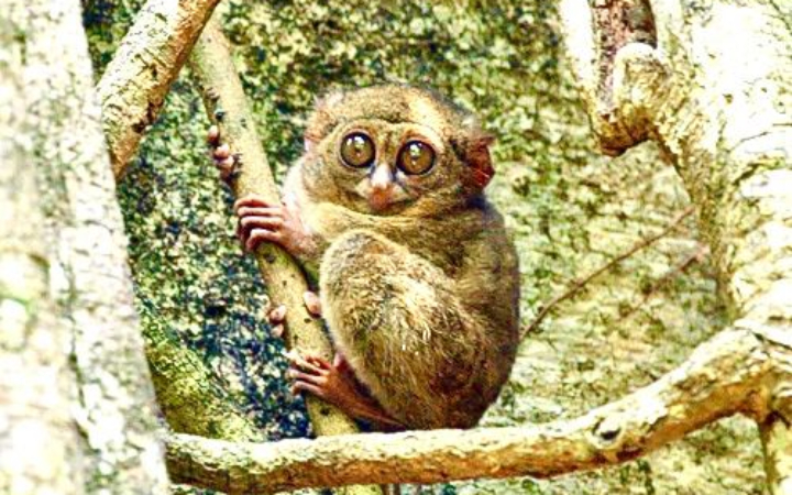 Tarsius, primata mungil dari Sulawesi dengan mata super besar yang bikin dunia kagum.