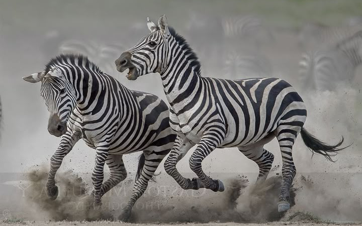 Zebra terlihat seperti kuda, tapi sifat liarnya bikin mereka mustahil dijadikan tunggangan.