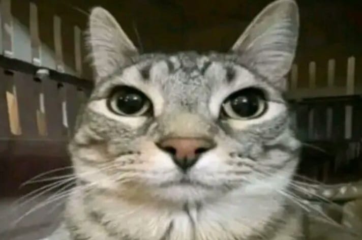 funfact tentang kucing yang bahkan ownernya saja tidak tahu