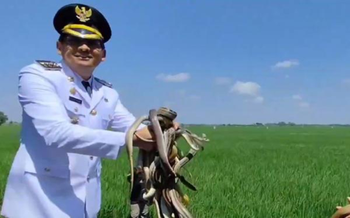 Program Ular Sahabat Tani Indramayu, predator alami kembali ke sawah untuk kendalikan hama tikus tanpa racun dan setrum.