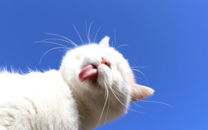 Kucing adalah salah satu hewan peliharaan paling populer di dunia.
