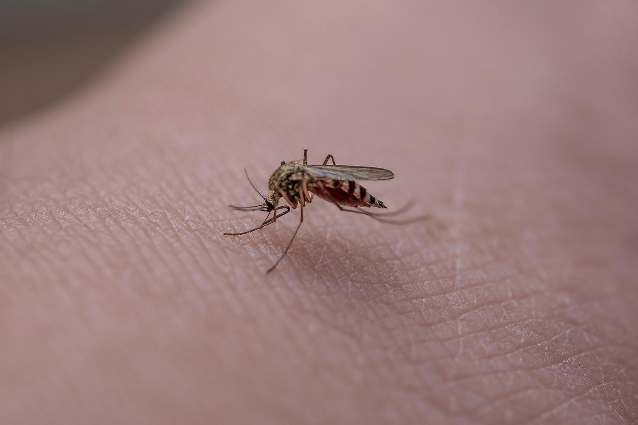 Malaria masih membayangi masyarakat Indonesia, khususnya di wilayah Papua yang tertinggi. (MIKU AALTO/PIXABAY)