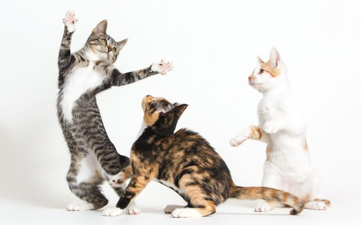 Kucing adalah hewan peliharaan yang sangat populer karena tingkah lakunya yang lucu dan penampilannya yang menggemaskan.