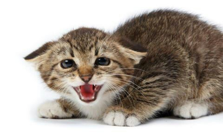 Jika kamu memelihara kucing, mungkin pernah melihat telinganya menekuk ke samping sehingga bentuknya mirip sayap pesawat.