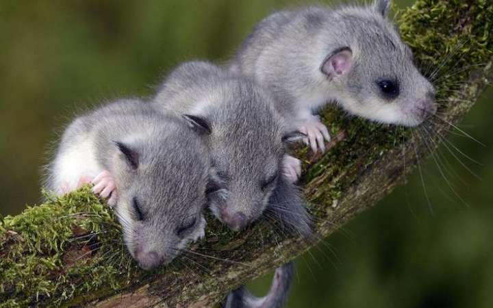 Tikus penidur atau fat dormouse (Glis glis) adalah salah satu hewan pengerat yang terkenal karena kebiasaan tidurnya yang sangat panjang.