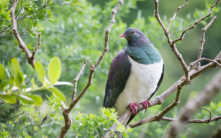 Burung merpati kererū (Hemiphaga novaeseelandiae) adalah burung khas Selandia Baru yang memiliki ukuran tubuh besar, bisa mencapai 50 cm dengan berat antara 650&ndash;850 gram.