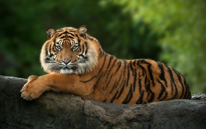 harimau sumatera (panthera tigris sumatrae)