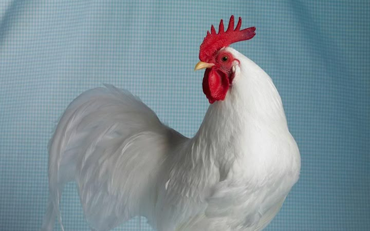 Siapa sangka ayam adalah keturunan jauh dari T-Rex? Hewan sederhana ini menyimpan sejarah evolusi dinosaurus purba.