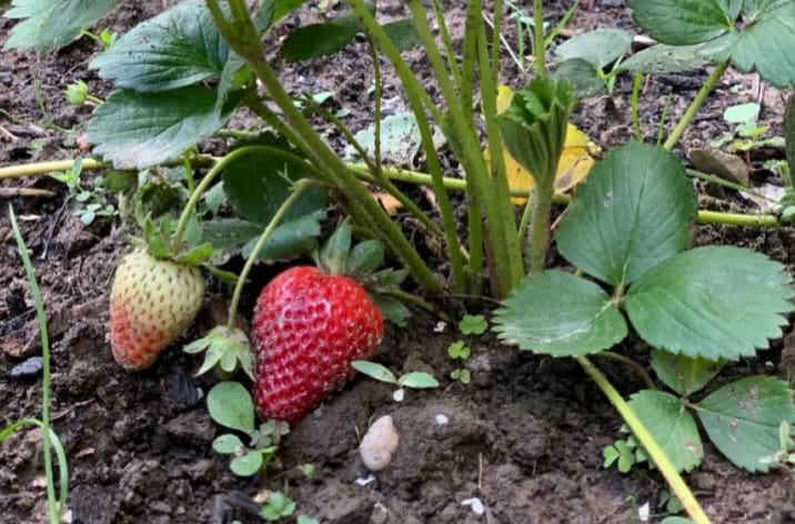 Ingin berkebun di rumah? Temukan 10 buah yang mudah ditanam di halaman dan kaya manfaat untuk kesehatan tubuh.
