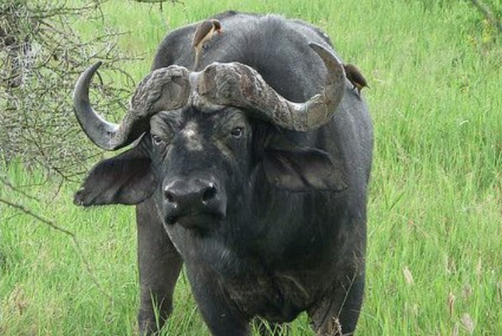 Kerbau atau banteng? Simak fakta menarik tentang perbedaan keduanya yang jarang diketahui banyak orang