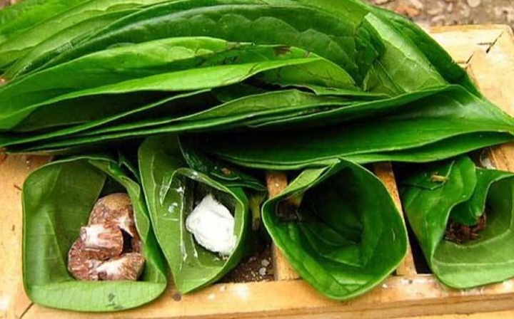 Daun sirih adalah salah satu tanaman herbal yang sejak zaman dulu dipercaya punya banyak manfaat untuk kesehatan, terutama kesehatan gigi dan mulut.
