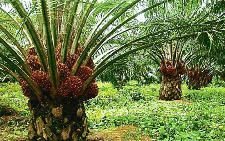 Lima tahun terakhir produksi CPO stagnan hanya berada di kisaran 50 juta ton per tahun.