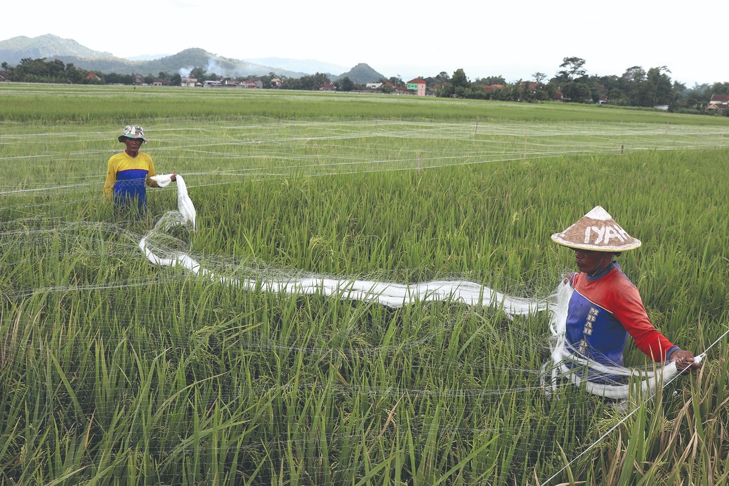 Petani Tulungagung sedang memasang jaring di lahan persawahannya. (SANDY YUWANA/RADAR TULUNGAGUNG)