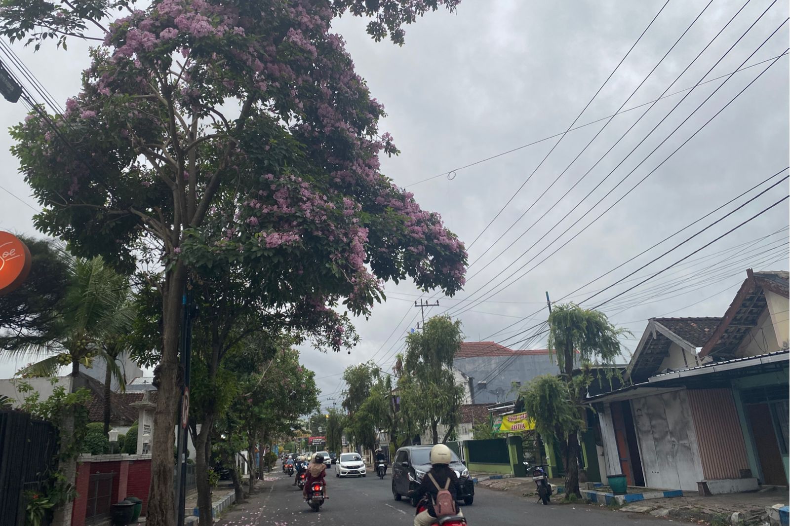 Tanaman tabebuya bermekaran di Jalan KH Agus Salim Tulungagung. (DR PERDANA/RADAR TULUNGAGUNG)