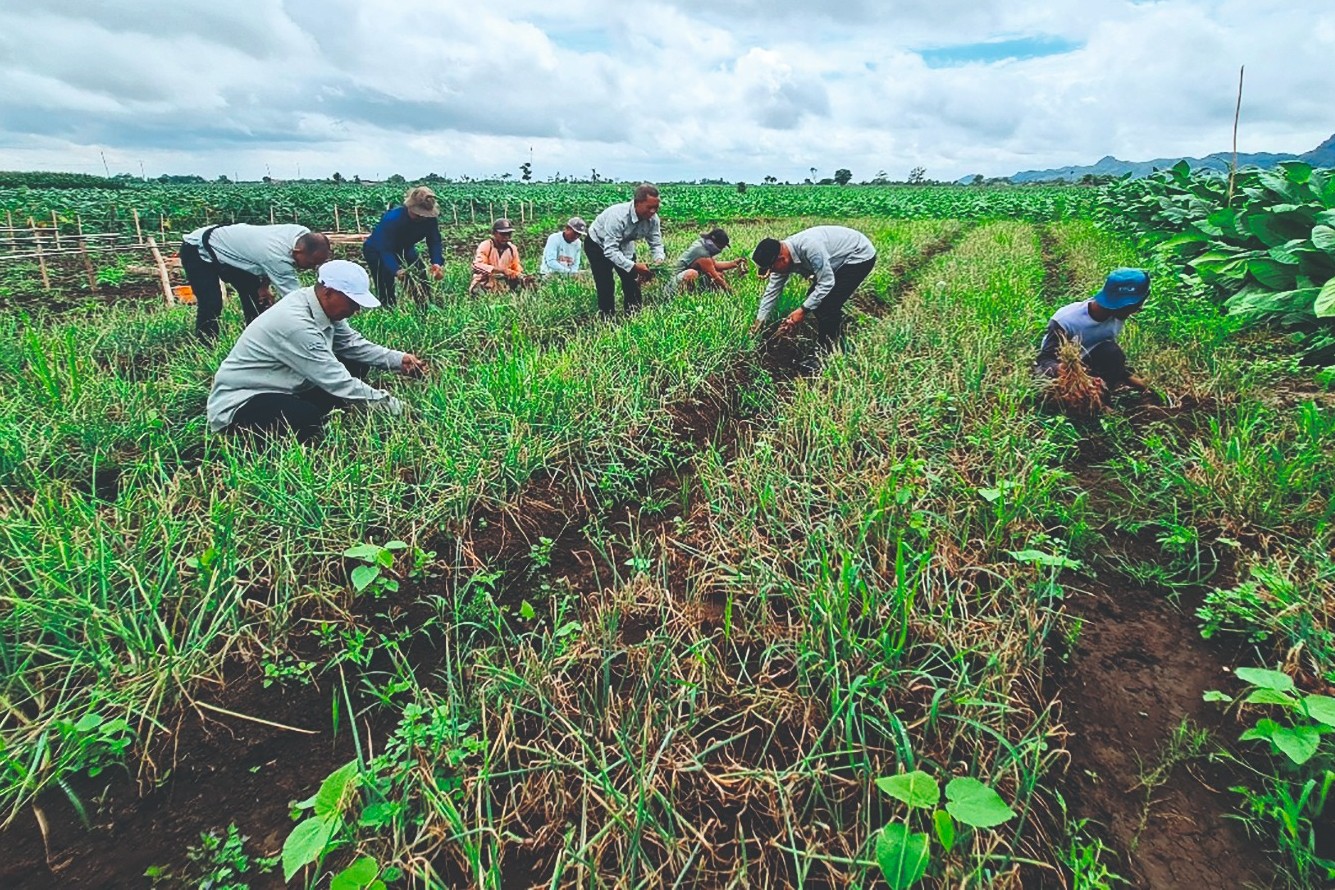 Petani bawang merah di Tulungagung sedang merawat tanamannya. (ADITYA YUDA/RADAR TULUNGAGUNG)