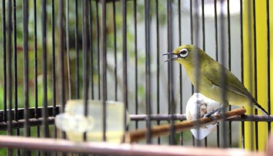 Di Tulungagung, hobi burung kicau bukan sekadar hiburan. Ia sudah menjelma jadi budaya, ruang silaturahmi, bahkan cara menjaga warisan tradisi pecinta burung di tanah Jawa.