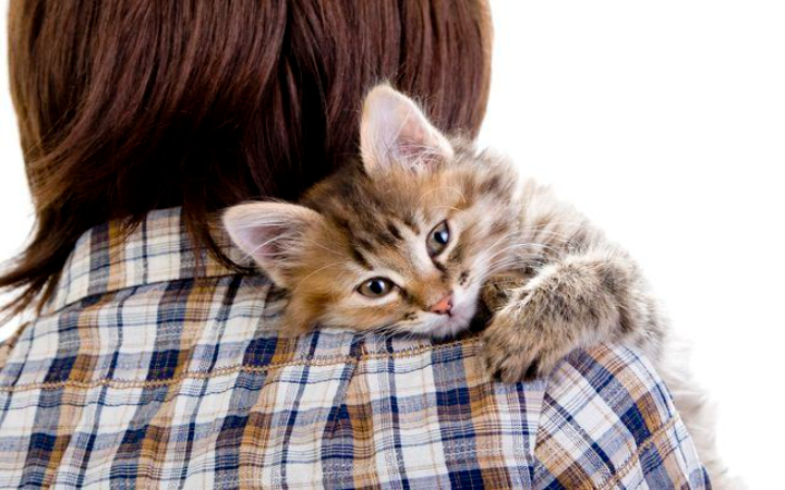 Kucing memiliki kemampuan penciuman yang jauh lebih tajam daripada manusia.