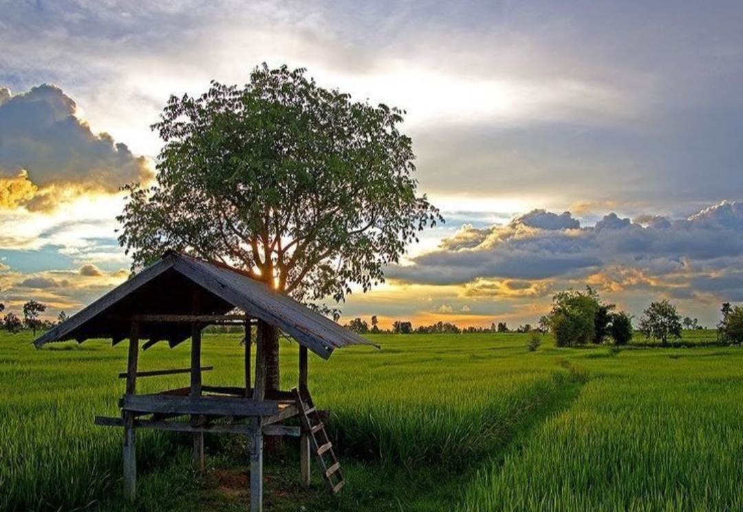 Di balik kesunyian sawah yang hijau, gubuk kecil itulah saksi bisu perjalanan hidup petani Tulungagung tentang kerja keras, kebersahajaan, dan kedekatan manusia dengan alam.