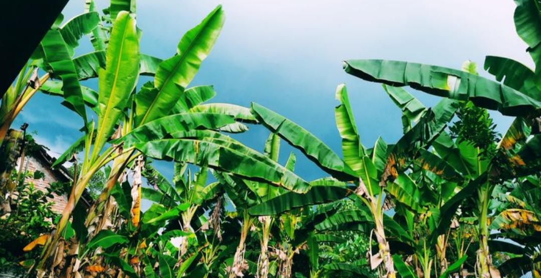 Jadi, jangan heran kalau halaman rumah di Tulungagung lebih sering ditumbuhi pohon pisang daripada tanaman hias mahal.