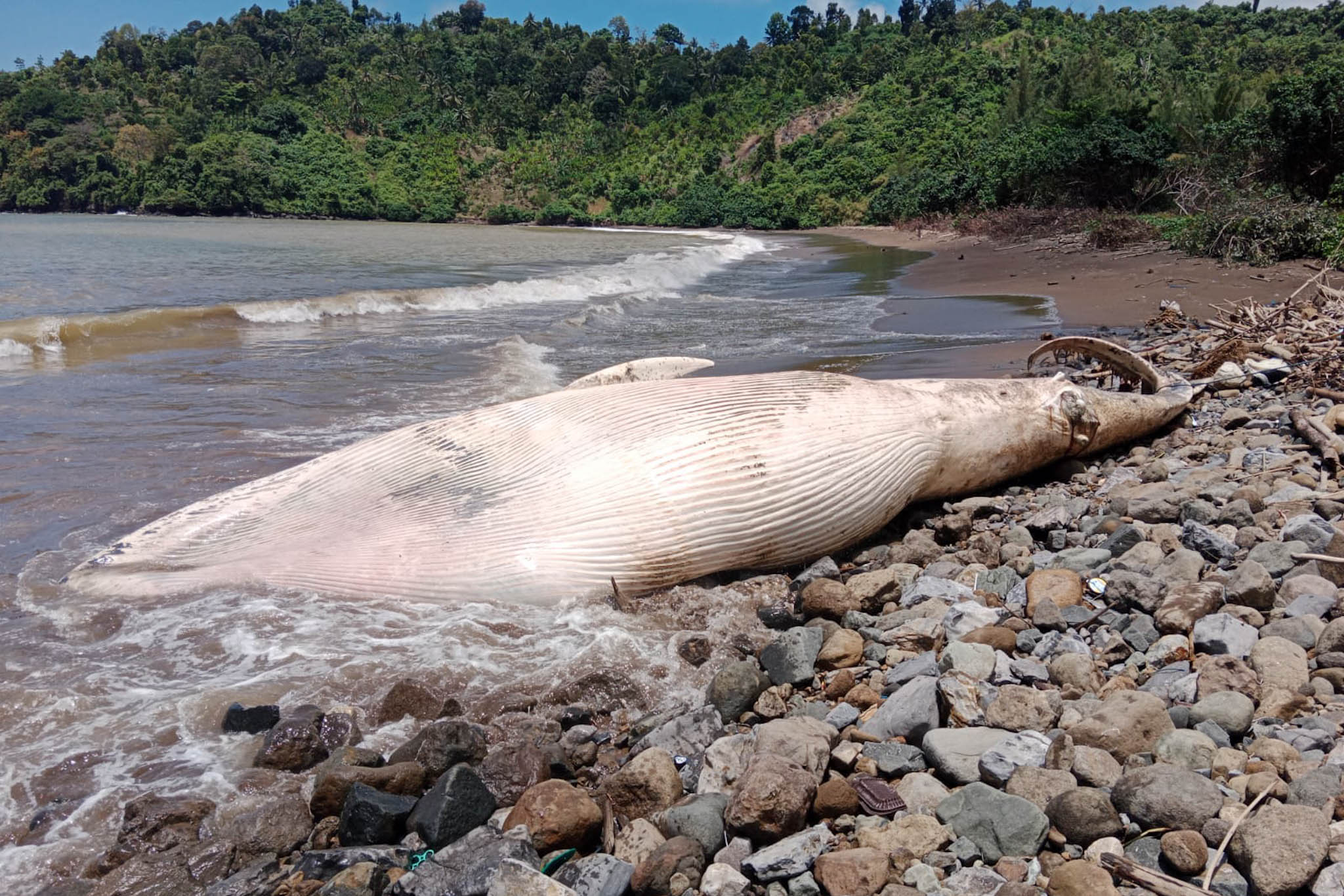 Seekor Paus Balin ditemukan terdampar di Pantai Nglarap Desa Keboireng, Kecamatan Besuki, Tulungagung pada Senin (22/9/2025). (KAMLADU POPOH)