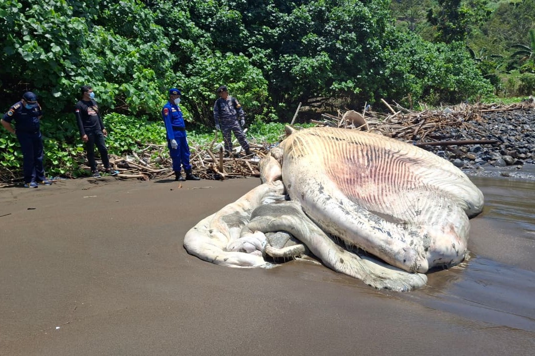 Bangkai paus balin yang mulai membusuk di Pantai Nglarap, Tulungagung. (PSDKP TULUNGAGUNG)