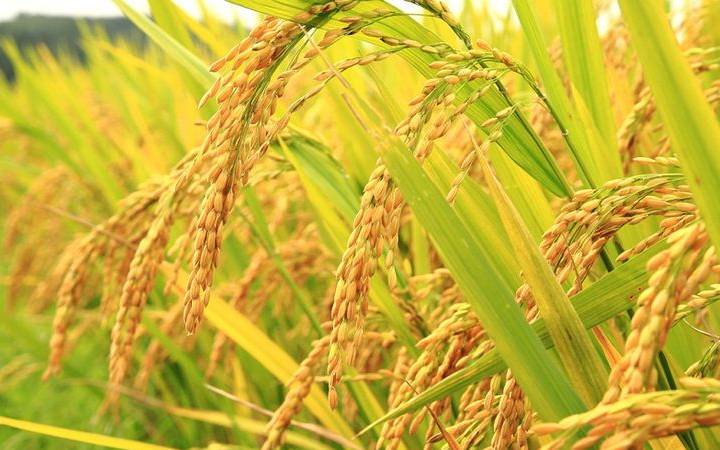 Bulog gencar serap gabah panen & jual beras SPHP murah demi stabilitas pangan. Pupuk subsidi pun dipastikan aman untuk petani hingga akhir tahun