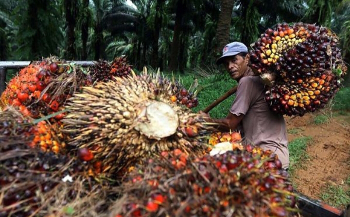 Kelapa sawit menjadi salah satu komoditas unggulan Indonesia yang berperan penting dalam perekonomian nasional maupun global.