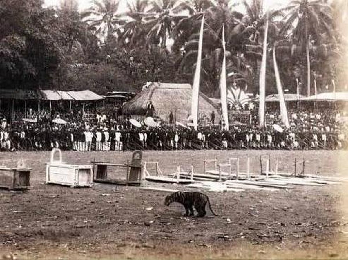 jepretan suasana rampokan macan era 1800-an