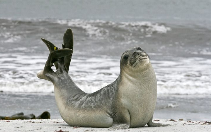 Anjing laut adalah mamalia laut yang memiliki kemampuan luar biasa untuk bertahan hidup di lingkungan perairan.