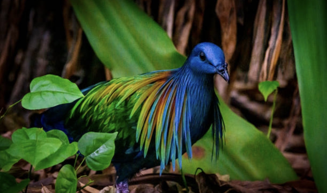 Kementerian Kehutanan dan aparat keamanan membongkar perdagangan ilegal 48 burung Junai Emas di Gowa, Sulawesi Selatan. Tersangka terancam 15 tahun penjara dan denda Rp5 miliar.(iStock)