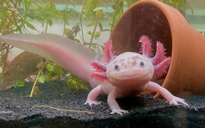 Axolotl (Ambystoma mexicanum) adalah sejenis amfibi yang berasal dari Danau Xochimilco dan Danau Chalco di Meksiko.