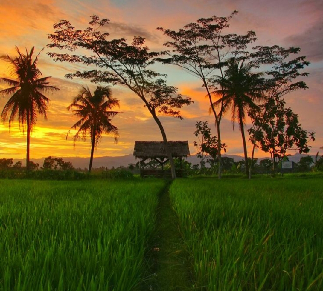 Sawah di Tulungagung akhirnya punya daya tarik tersendiri sederhana, alami, tapi penuh cerita.