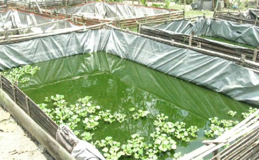 Kolam lele di pekarangan akhirnya jadi simbol gaya hidup sederhana tapi produktif masyarakat Tulungagung.