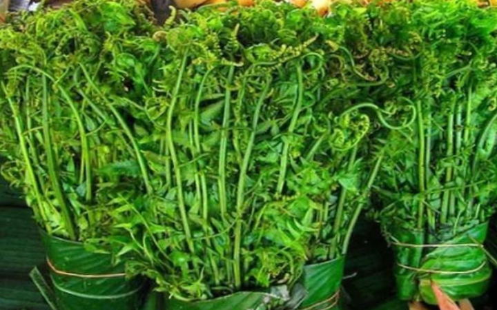 Pakis, tumbuhan purba yang tetap lestari hingga kini dan jadi favorit di meja makan.