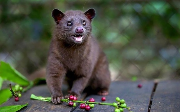Biji kopi luwak berasal dari kotoran hewan luwak (musang).
