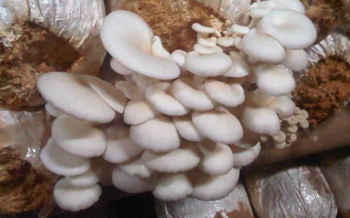 Jamur adalah bahan makanan yang populer karena rasanya yang lezat dan kandungan gizinya yang tinggi.