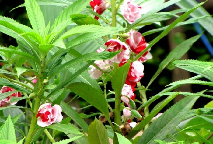 Mengenal bungan pacar air, salah satu tanaman hias yang cukup populer di kalangan masyarakat.