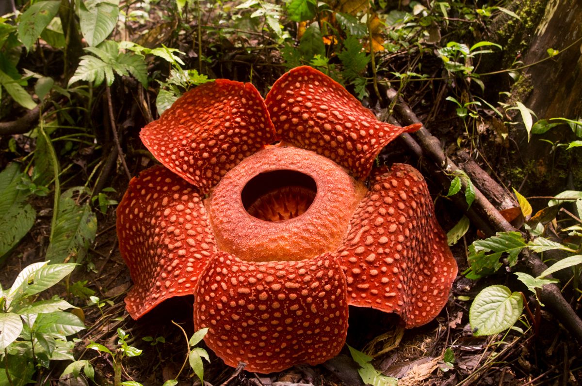Semangat Hari Cinta Puspa dan Satwa Nasional 5 November mengajak masyarakat melestarikan flora dan fauna demi bumi yang berkelanjutan.