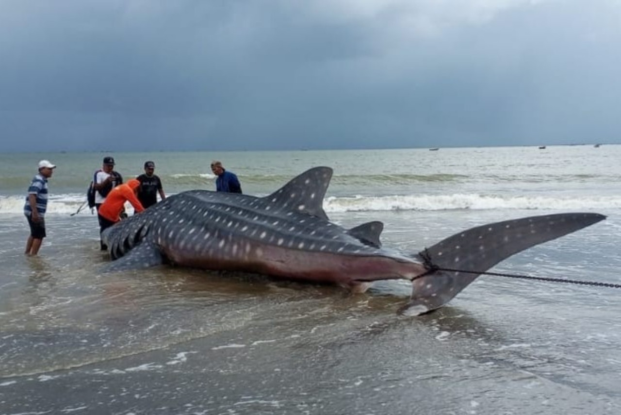 Seekor hiu paus terdampar di Pantai Bayem, Kecamatan Besuki pada Selasa lalu.