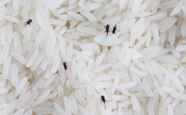 Kutu beras sering muncul tanpa disadari dan membuat kualitas beras menurun.