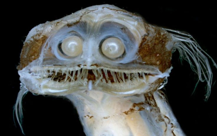 Telescope fish, predator kecil bermata tabung, menjadi bukti luar biasanya adaptasi makhluk hidup dalam kegelapan samudra ribuan meter.