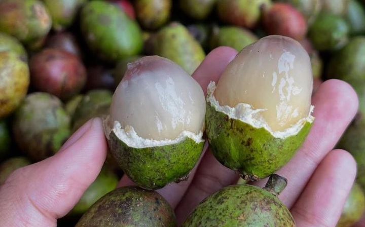 Buah matoa mungkin tidak sepopuler mangga atau rambutan, namun justru itulah yang membuatnya semakin menarik.