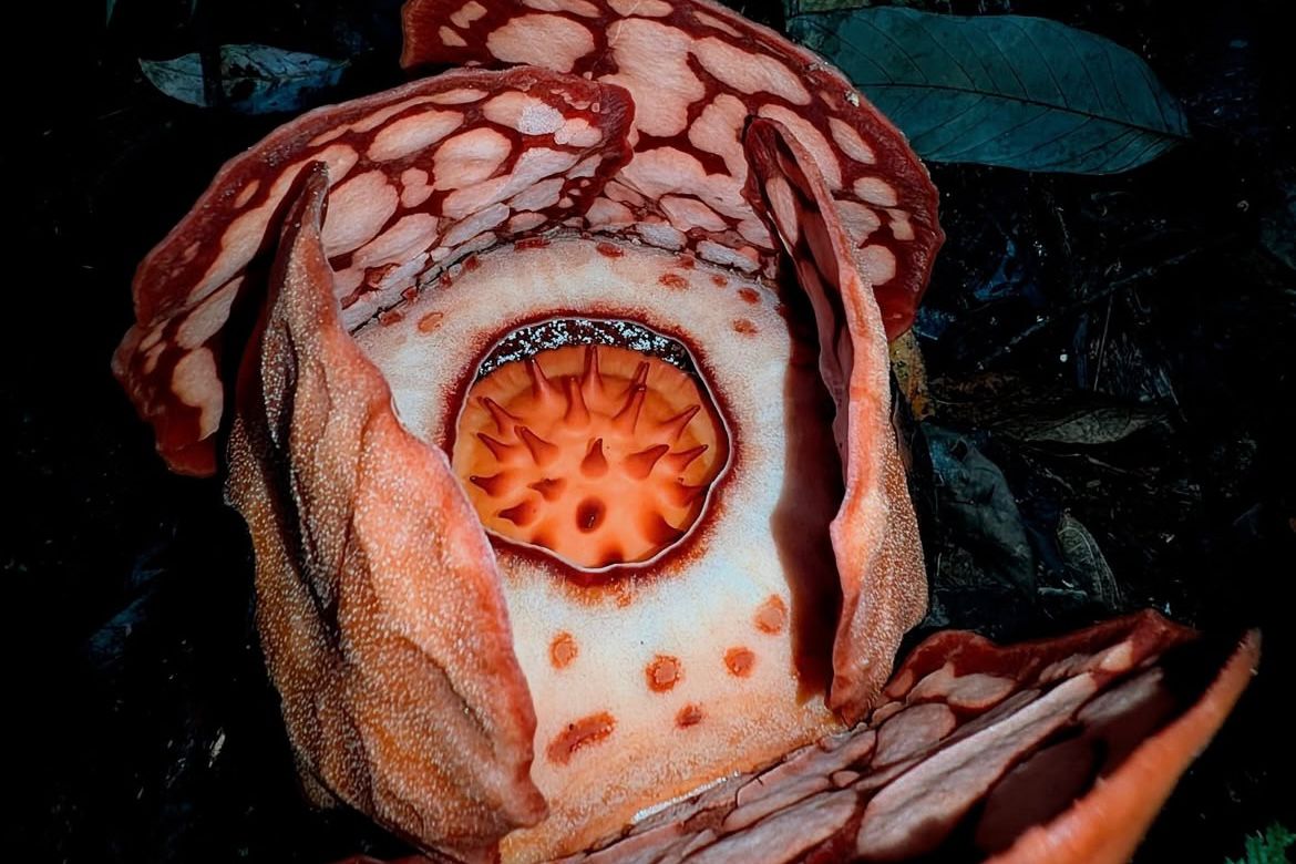 Bunga Rafflesia hasseltii yang ditemukan di Sijunjung, Sumatera Barat, yang memicu kontroversi akademik internasional.