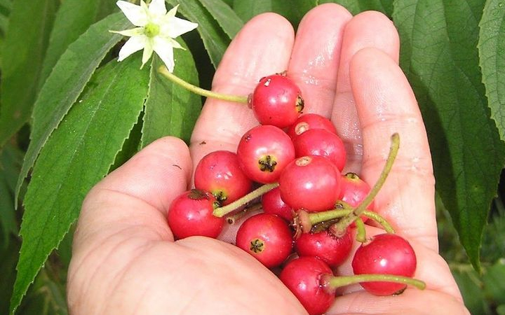 Buah kecil penuh kenangan. Kersen, dari nostalgia masa kecil hingga tanaman herbal kaya manfaat.