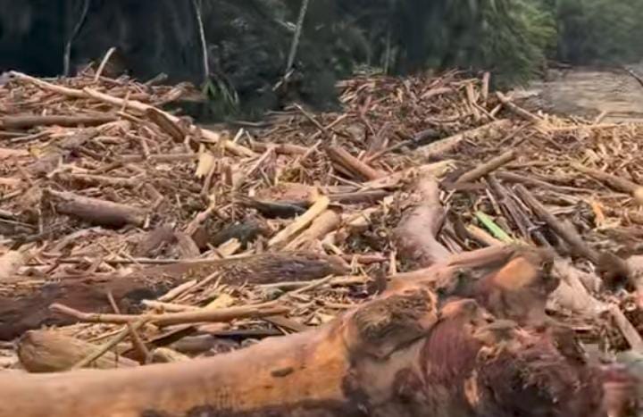 cara membedakan kayu mana yang ditebang atau tercabut akibat dari banjir