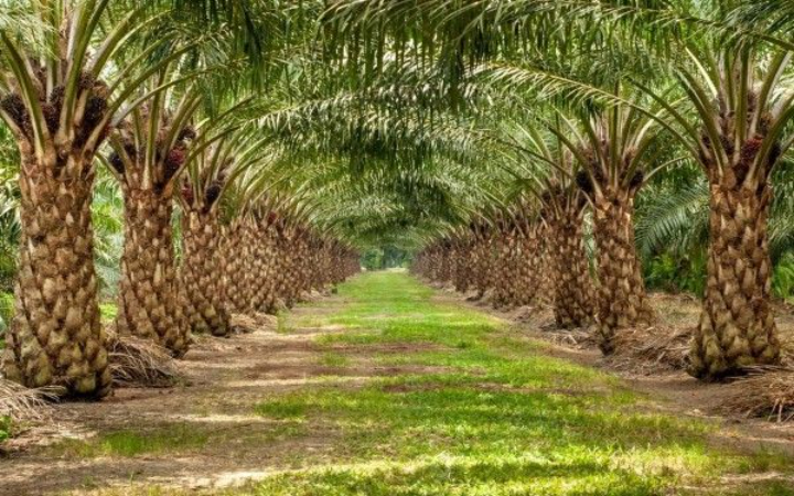 Dalam beberapa dekade terakhir, perluasan perkebunan kelapa sawit sering kali disertai anggapan bahwa sawit dapat berfungsi seperti hutan karena sama-sama berupa kawasan yang ditumbuhi pepohonan.